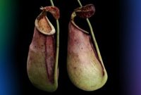 Nepenthes ×taringkecil menampilkan taring kecil khas di peristome, hasil persilangan N. bicalcarata dan N. mirabilis.