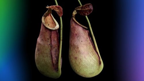 Nepenthes ×taringkecil menampilkan taring kecil khas di peristome, hasil persilangan N. bicalcarata dan N. mirabilis.