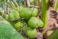 Air kelapa muda kaya elektrolit dan mineral yang baik untuk menjaga hidrasi dan kesehatan tubuh.