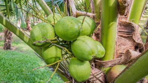 Air kelapa muda kaya elektrolit dan mineral yang baik untuk menjaga hidrasi dan kesehatan tubuh.