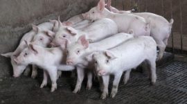 Foto: REUTERS/Dominique Patton