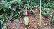 Bunga bangkai Amorphophallus titanum mekar sempurna di Kebun Raya Bogor, Jawa Barat.