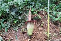 Foto: Bunga bangkai raksasa (Amorphophallus titanium) mekar sempurna di Kebun Raya Bogor (KRB), Jawa Barat (Jabar). (M Sholihin/detikcom)