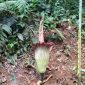 Foto: Bunga bangkai raksasa (Amorphophallus titanium) mekar sempurna di Kebun Raya Bogor (KRB), Jawa Barat (Jabar). (M Sholihin/detikcom)