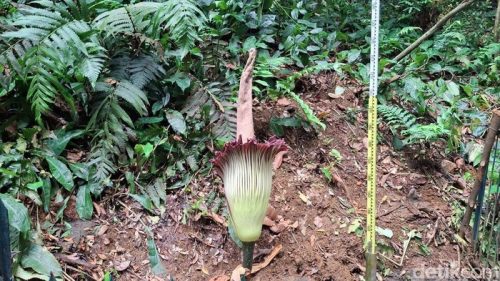 Foto: Bunga bangkai raksasa (Amorphophallus titanium) mekar sempurna di Kebun Raya Bogor (KRB), Jawa Barat (Jabar). (M Sholihin/detikcom)