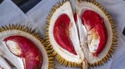 Durian Merah Banyuwangi dengan daging buah berwarna merah alami
