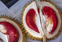 Durian Merah Banyuwangi memiliki daging buah merah alami dan aroma khas dari lereng Gunung Ijen.