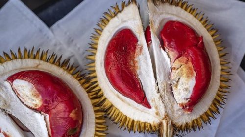 Durian Merah Banyuwangi memiliki daging buah merah alami dan aroma khas dari lereng Gunung Ijen.