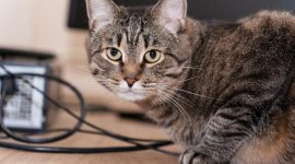 Foto: Getty Images/Irina Orlova