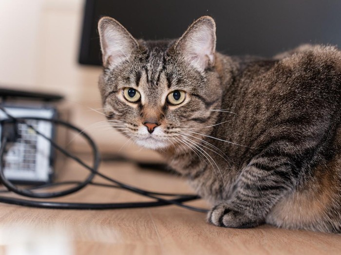 Foto: Getty Images/Irina Orlova