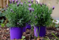 Ilustrasi tanaman lavender yang memiliki aroma menenangkan dan dipercaya membantu meningkatkan kualitas tidur.
