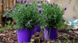 Ilustrasi tanaman lavender yang memiliki aroma menenangkan dan dipercaya membantu meningkatkan kualitas tidur.