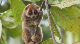 Kukang menjadi satu-satunya primata berbisa yang memiliki racun dari kelenjar brakial di ketiaknya.