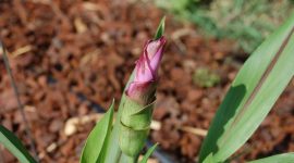 Foto: Kunyit. (Dok. Pixabay)