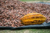 Ilustrasi biji kakao kering hasil panen petani. Foto: Pexels.