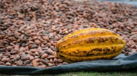 Ilustrasi biji kakao kering hasil panen petani. Foto: Pexels.