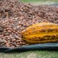 Ilustrasi biji kakao kering hasil panen petani. Foto: Pexels.