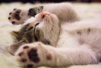 Kucing ilustrasi, foto: Pexels