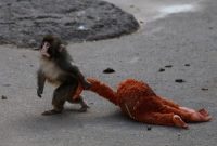 Punch, bayi kera Jepang yang viral, mencari kenyamanan dengan memeluk boneka di Kebun Binatang Kota Ichikawa, Jepang.