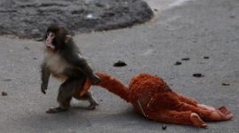 Punch, bayi kera Jepang yang viral, mencari kenyamanan dengan memeluk boneka di Kebun Binatang Kota Ichikawa, Jepang.