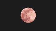 Bulan purnama pink moon terlihat di langit malam dengan cahaya terang keemasan