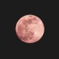 Fenomena alam pink moon. (Foto: unsplash.com/uomo libero)