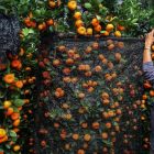 Berbagai pohon buah dipercaya membawa keberuntungan dan kemakmuran jika ditanam di rumah