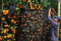 Berbagai pohon buah dipercaya membawa keberuntungan dan kemakmuran jika ditanam di rumah