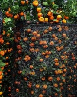 9 Pohon Buah Pembawa Rezeki dan Keberuntungan Rumah