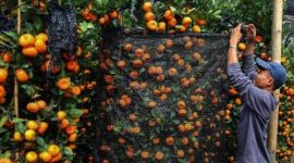 Berbagai pohon buah dipercaya membawa keberuntungan dan kemakmuran jika ditanam di rumah