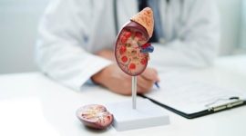 Ilustrasi ginjal yang berperan menyaring darah dan memproduksi hormon eritropoietin.