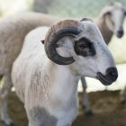 Ilustrasi Iduladha (Foto: Getty Images/iStockphoto/ozgurdonmaz)