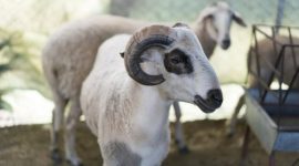 Ilustrasi Iduladha (Foto: Getty Images/iStockphoto/ozgurdonmaz)