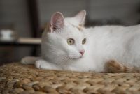 Foto: Ilustrasi kucing putih. (Dok. Freepik)