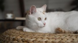 Foto: Ilustrasi kucing putih. (Dok. Freepik)