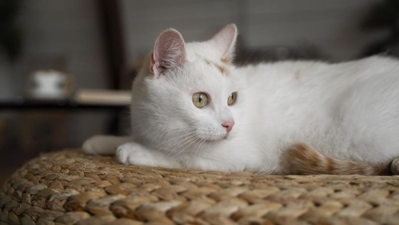 Foto: Ilustrasi kucing putih. (Dok. Freepik)