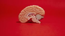 Ilustrasi otak manusia yang menggambarkan fungsi memori dan aktivitas mental