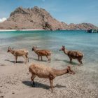 Taman Nasional Komodo, Kabupaten Manggarai Barat, NTT