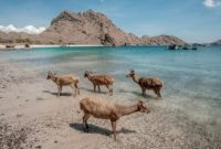 Taman Nasional Komodo, Kabupaten Manggarai Barat, NTT