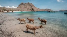 Taman Nasional Komodo, Kabupaten Manggarai Barat, NTT