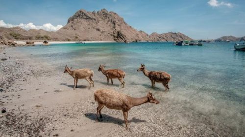 Taman Nasional Komodo, Kabupaten Manggarai Barat, NTT