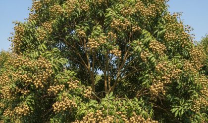pohon kelengkeng berbuah lebat di pekarangan rumah