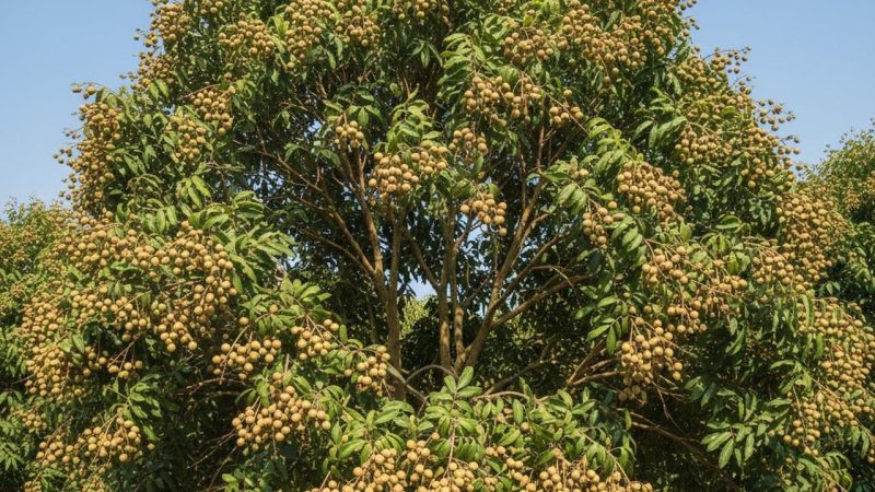 Pohon kelengkeng yang dirawat dengan teknik tepat mampu berbuah lebat di pekarangan rumah.