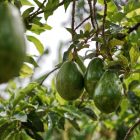 Pohon alpukat yang tumbuh subur dan mulai berbuah lebat setelah mendapatkan perawatan optimal.