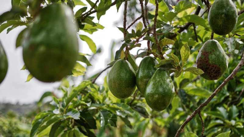 Pohon alpukat yang tumbuh subur dan mulai berbuah lebat setelah mendapatkan perawatan optimal.