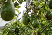 Pohon alpukat yang tumbuh subur dan mulai berbuah lebat setelah mendapatkan perawatan optimal.