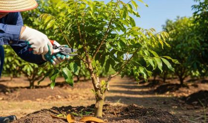Petani memangkas pohon kelengkeng agar cepat berbuah