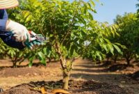 Proses pemangkasan pohon kelengkeng untuk merangsang pertumbuhan bunga dan buah.