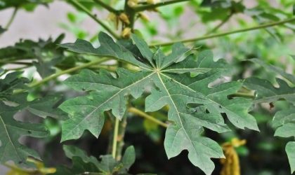 Daun pepaya hijau segar di pohon dengan latar alami