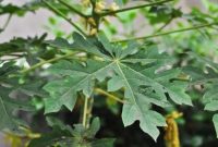 Gambar daun pepaya yang masih segar tumbuh di pohon sebagai bahan alami untuk kesehatan.